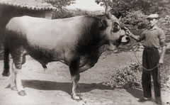 Agostino Celli with his bull Ergom, in 1954 in Pian del Bosco, Novafeltria