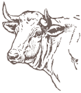 Bue grasso (Fat Ox) of the Montefeltro area