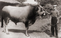 Agostino Celli con il suo toro Ergum, Pian del Bosco di Novafeltria, 1954